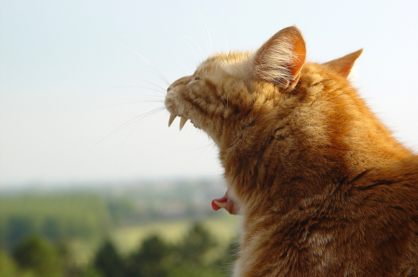 yawn